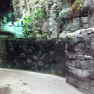 Rainforest - Piranha Exhibit