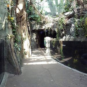 Rainforest - Visitor Pathway