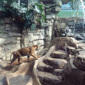 Rainforest - Sumatran Tiger Exhibit