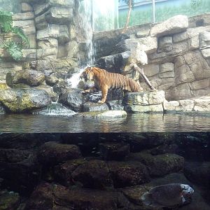 Rainforest - Sumatran Tiger Exhibit