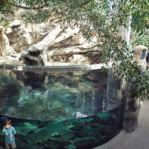 Rainforest - Sumatran Tiger Exhibit