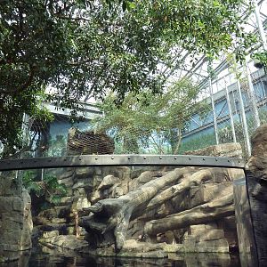 Rainforest - Sumatran Tiger Exhibit