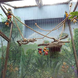 Rainforest - Blue + Gold Macaw Exhibit