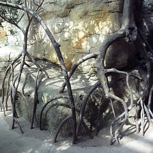 Rainforest - Visitor Pathway (Past Mangrove Roots)