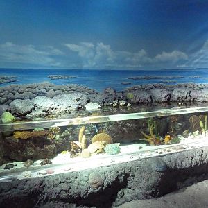 Coral Lagoon Exhibit