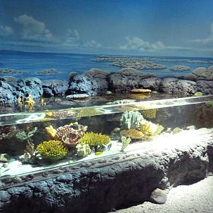 Coral Lagoon Exhibit