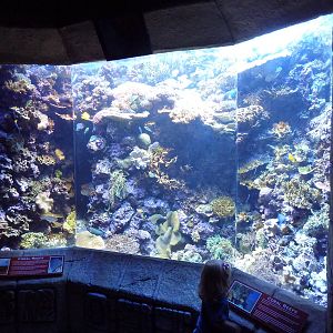 Coral Reef Exhibit