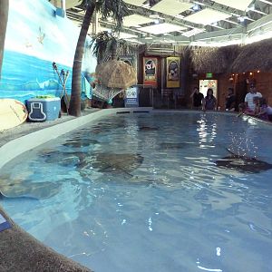 Stingray Touch Tank