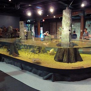 Exotic Freshwater - Piranha/Stingray Tank (Open-Topped)