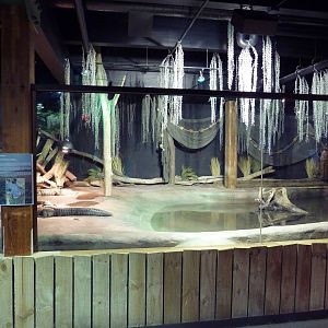 Exotic Freshwater - American Alligator Exhibit