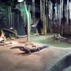 Exotic Freshwater - American Alligator Exhibit
