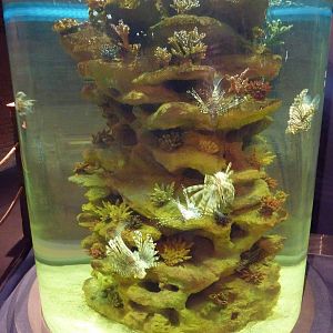 Florida Keys - Lionfish Exhibit