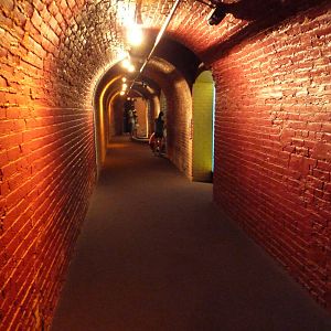 Weird + Wonderful - Visitor Pathway