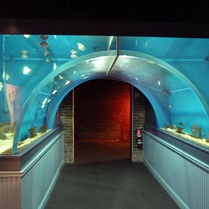 Coastal Gallery - Sergeant Major + Lookdown Fish Exhibit