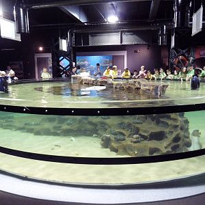 Coastal Gallery - Touch Tank