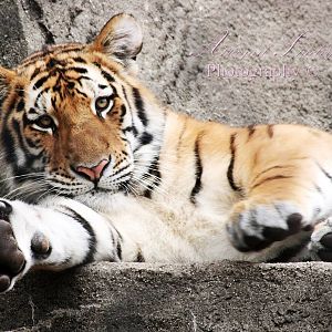 Amur tiger cub