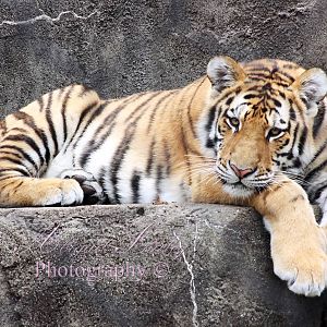Amur tiger cub
