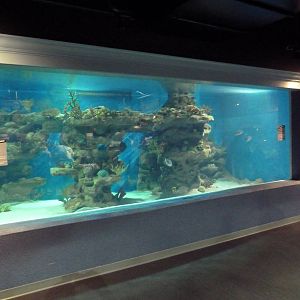 Coastal Gallery - Cave Exhibit