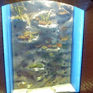 Tropical Reef Gallery