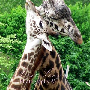 Masai giraffe Mowgli