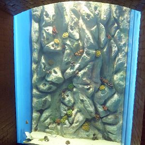 Tropical Reef Gallery