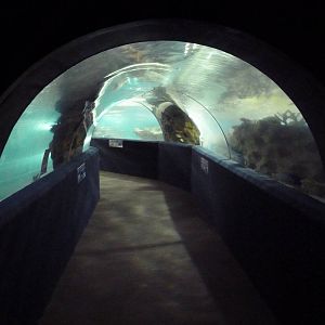 Shark Tank Tunnel (149 Feet Long)