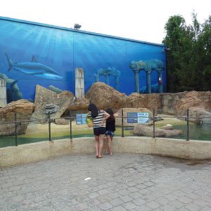Harbor Seal/Gray Seal Exhibit
