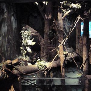 Amazon Exhibit - Upper Level