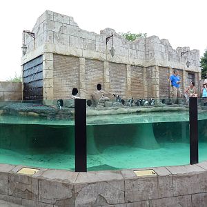 Penguin Pavilion - Black-Footed Penguin Exhibit