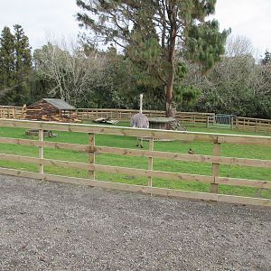 Ostrich Paddock - Pouakai Zoo
