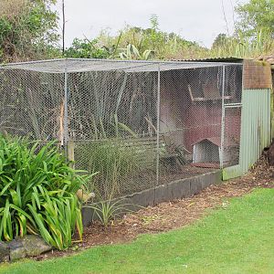 Pheasant Aviary - Pouakai Zoo