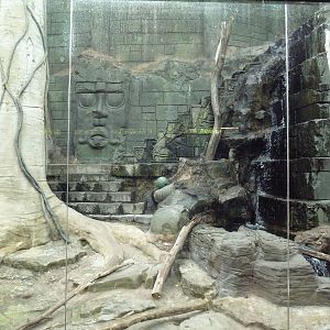 Japanese Macaque Exhibit