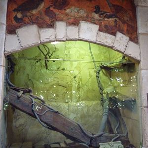 Green Iguana Exhibit