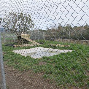 White Tiger Enclosure - Pouakai Zoo