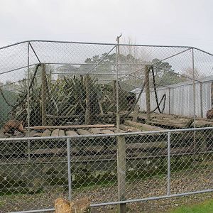 Capuchin Exhibit - Pouakai Zoo