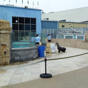 California Sea Lion Theater
