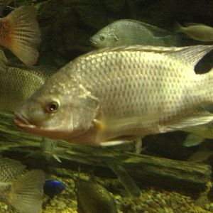 Aug. 2012-Nile Tilapia
