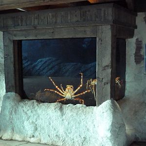 Crab Villa - Japanese Giant Spider Crab Exhibit
