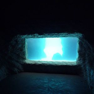 California Sea Lion Exhibit - Underwater Viewing
