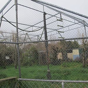 Lar Gibbon Cage - Pouakai Zoo