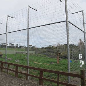 Lion Enclosure - Pouakai Zoo