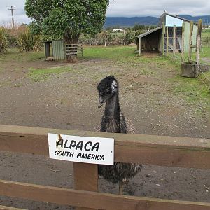 Emu Enclosure - Pouakai Zoo