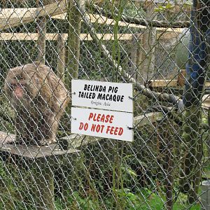 Pig-tail Macaque Cage - Pouakai Zoo