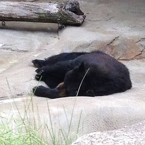 Aug. 2012-American Black Bear