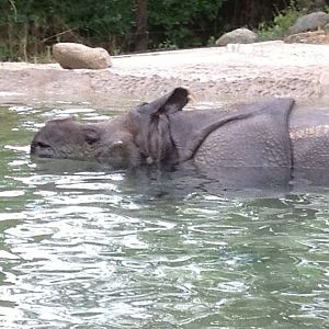 Aug. 2012-Nikki, the Indian Rhinoceros