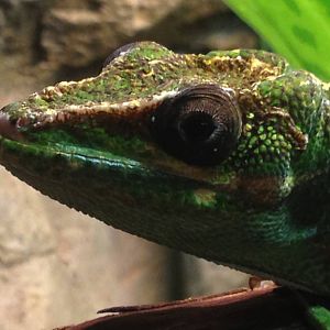 Aug. 2012-Knight Anole