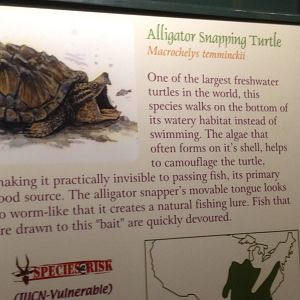 Aug. 2012-Snapping Turtle sign
