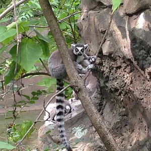 Aug. 2012-Ring-tailed Lemur