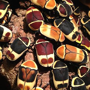 Aug. 2012-Taxicab Beetles