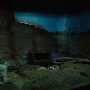 Aug. 2012-Aardwolf exhibit